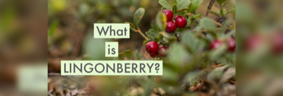 WHAT IS LINGONBERRY?