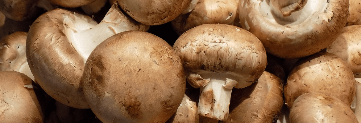 SHITAKI MUSHROOMS – TO STRENGTHEN IMMUNITY –