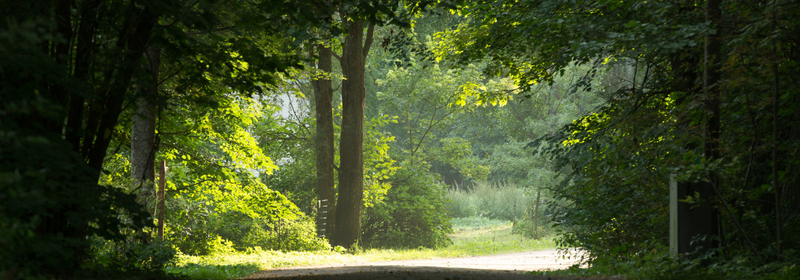 The Art of Forest Bathing